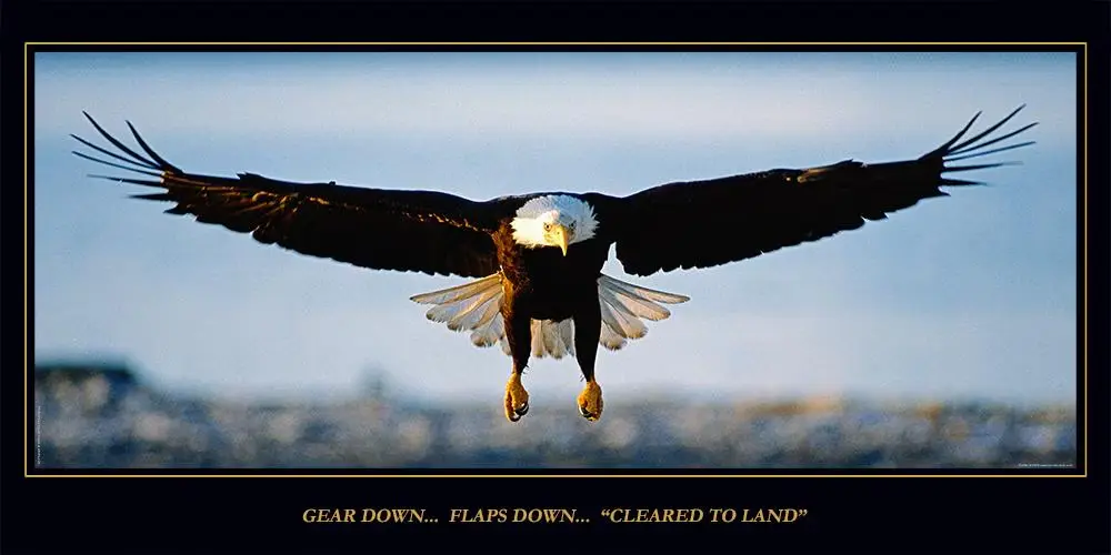 Laminated Eagle Poster