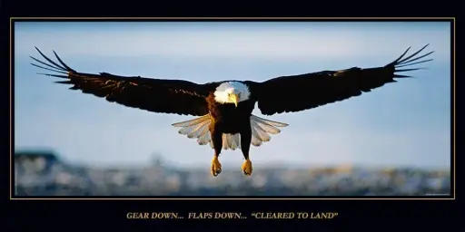 [BAPX100-LAM] Laminated Eagle Poster
